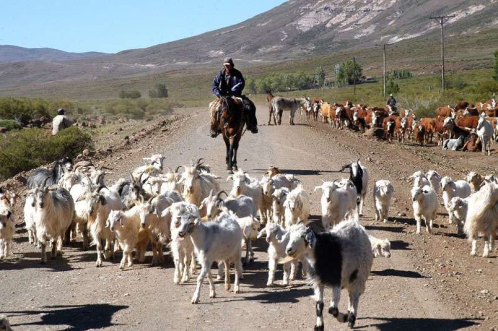 Reclaman reconocimiento para la trashumancia 