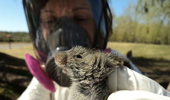 Hantavirus: el paciente está en terapia intensiva