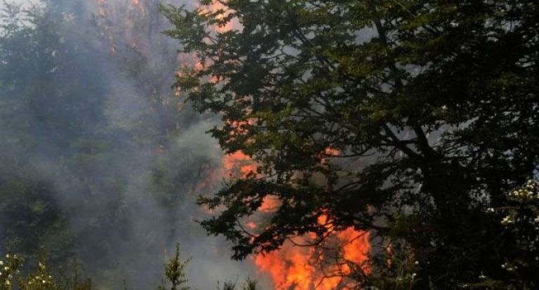 Se desató un incendio forestal en la zona de Aluminé