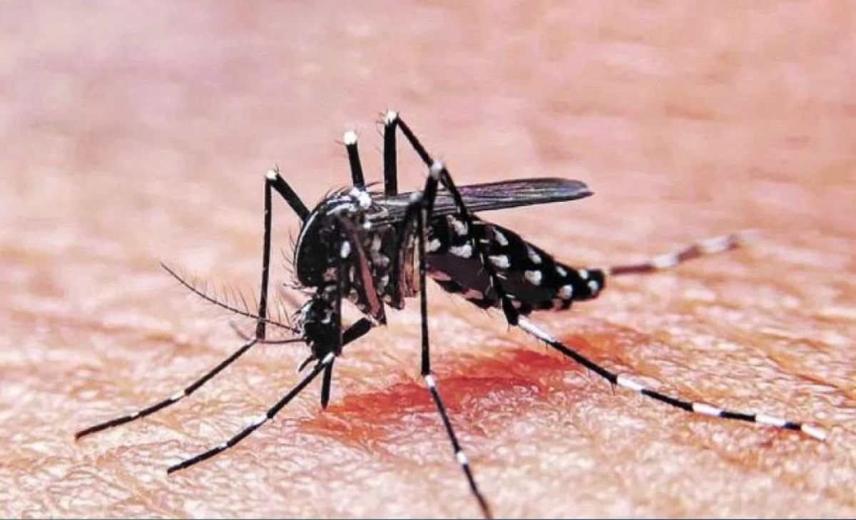 Dengue: buscan evitar que se instalen los mosquitos