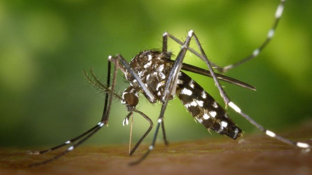 Hay varios casos sospechosos de dengue en Neuquén