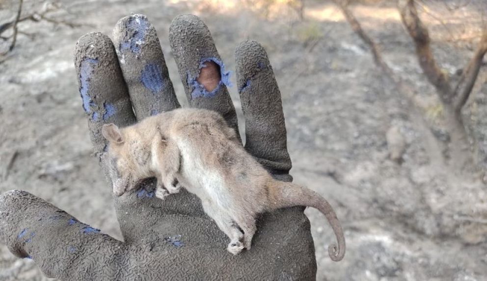 Fauna: penosas consecuencias de los incendios