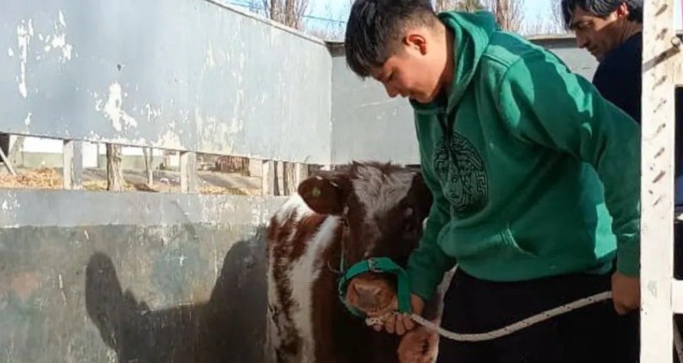 Escuelas neuquinas con hacienda propia