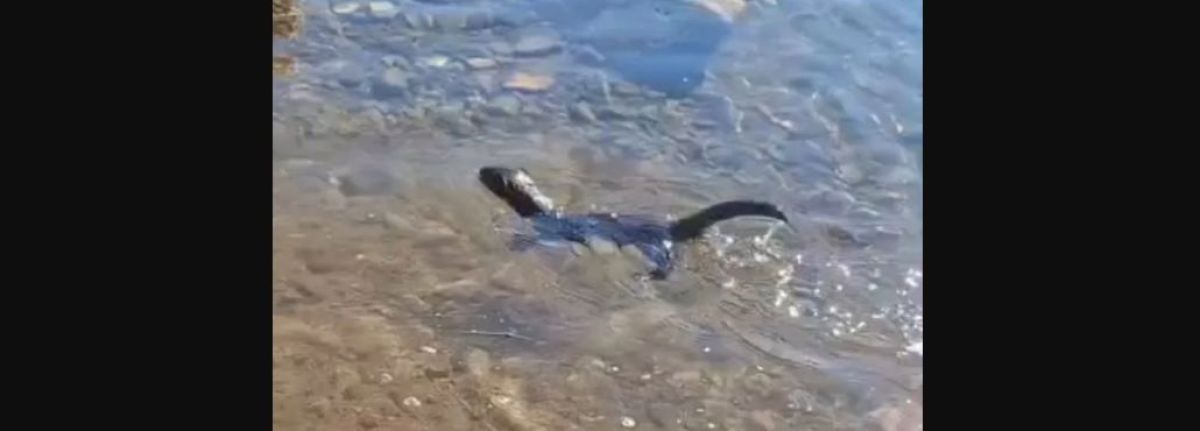 Parece simpático, pero es letal para la fauna neuquina