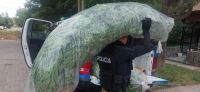 Delincuentes habían montado viveros de marihuana