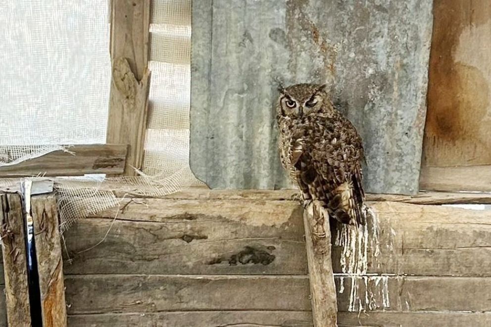 Robaron motos, autos y enjaularon un búho: cayeron presos