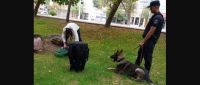 Los perros de Antinarcóticos sorprendieron en paseos públicos