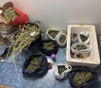 Cayeron delincuentes que, además, cultivaban marihuana