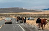 Secuestraron caballos que se paseaban por Ruta 40